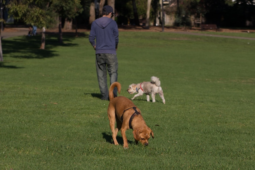 Dogs in off-leash park at Camperdown Memorial Rest Park