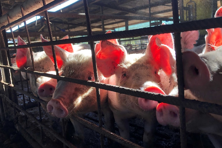Sunlight catches the large, pink ears of a few young pigs looking curiously through the pen fence