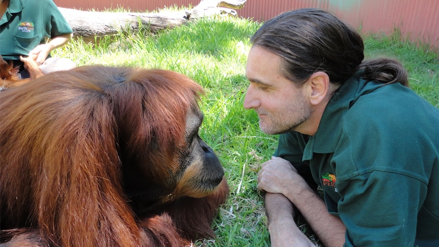 Leif Cocks with one of his Orangutan charges.