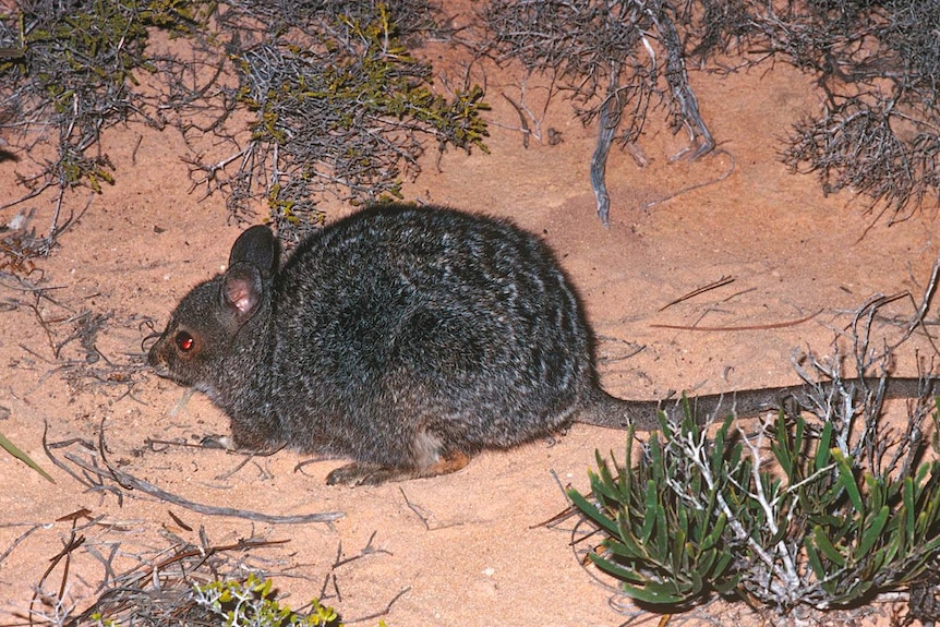 A small, mouse-like creature crouches in sandy soil.