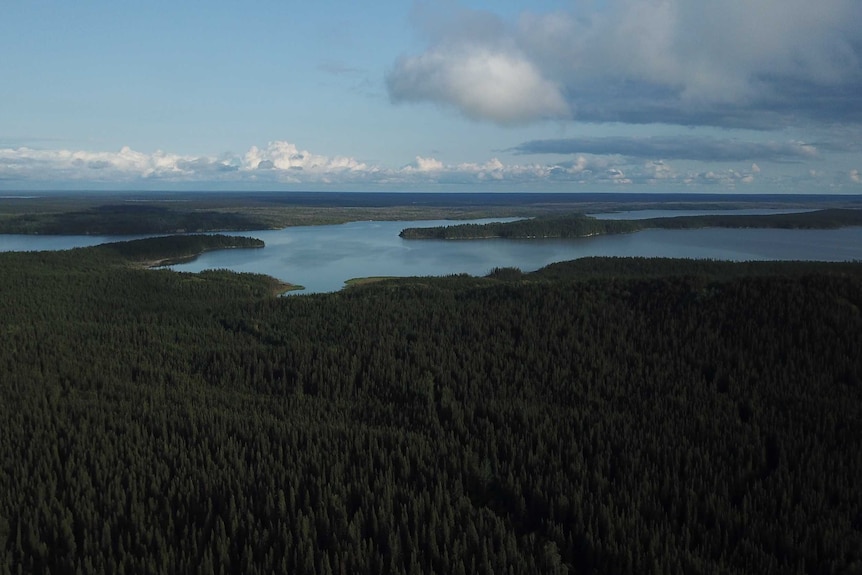 A drone shot of a river running through thick forest