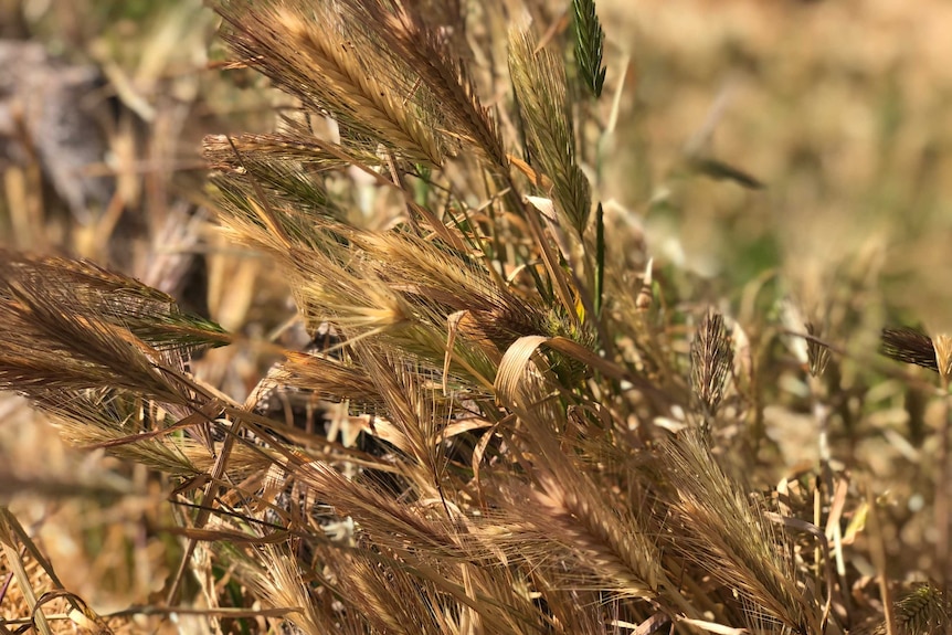 Rye grass.