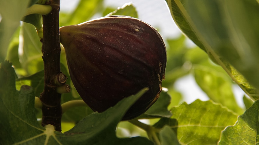 A ripe fig sits on the tree