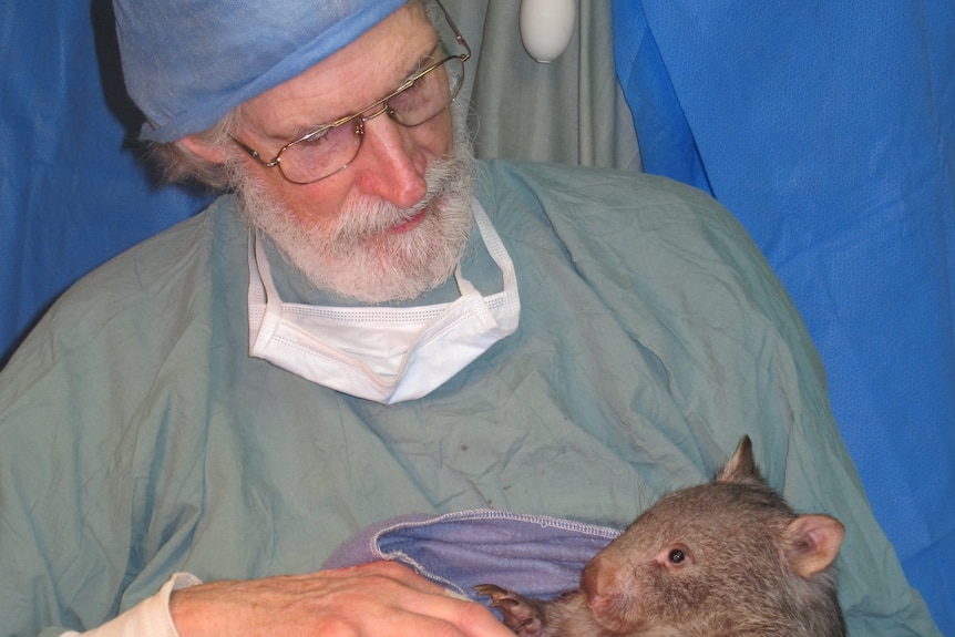 Dr Howard Ralph is wearing a surgical gown and is cradling a small wombat.