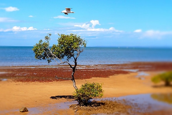 Wellington mangrove