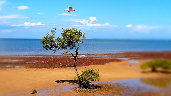 Wellington mangrove