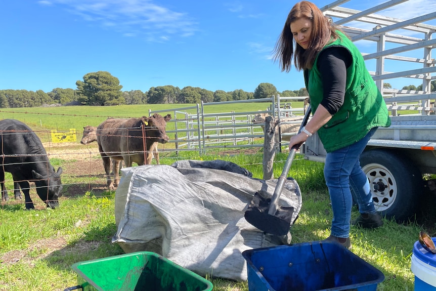 Photo of a woman shoveling contents from a bag with cows behind her. 