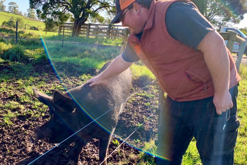 A man in an orange vest and cap pats a Berkshire hog.