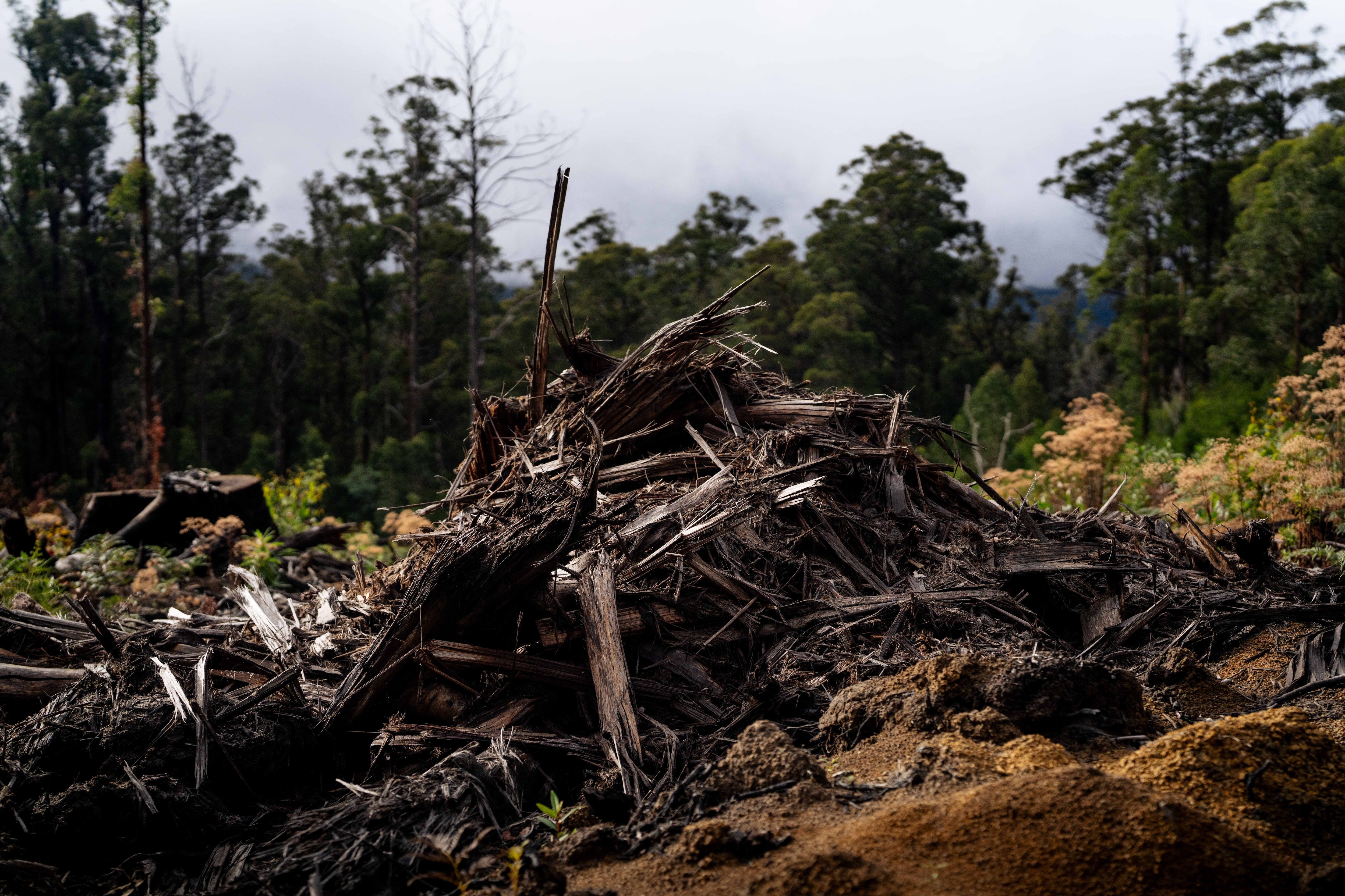Tree stumps, logs and branches that have been cut down and burned