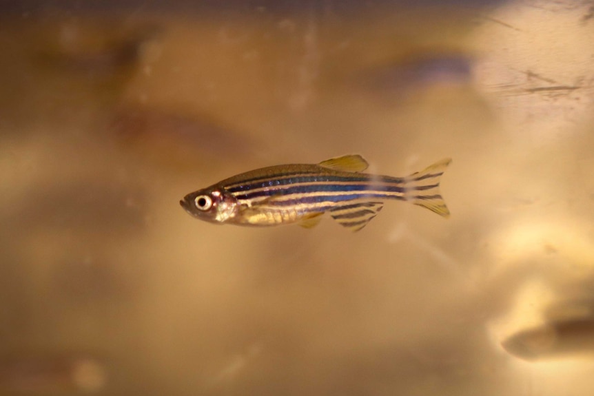 A closeup of a Zebrafish in a tank.