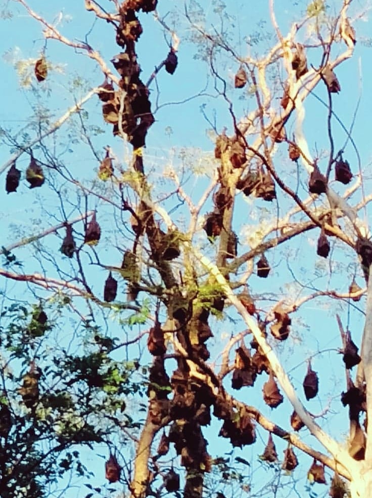 A number of flying foxes in flight and several others roosting in a jacaranda tree.