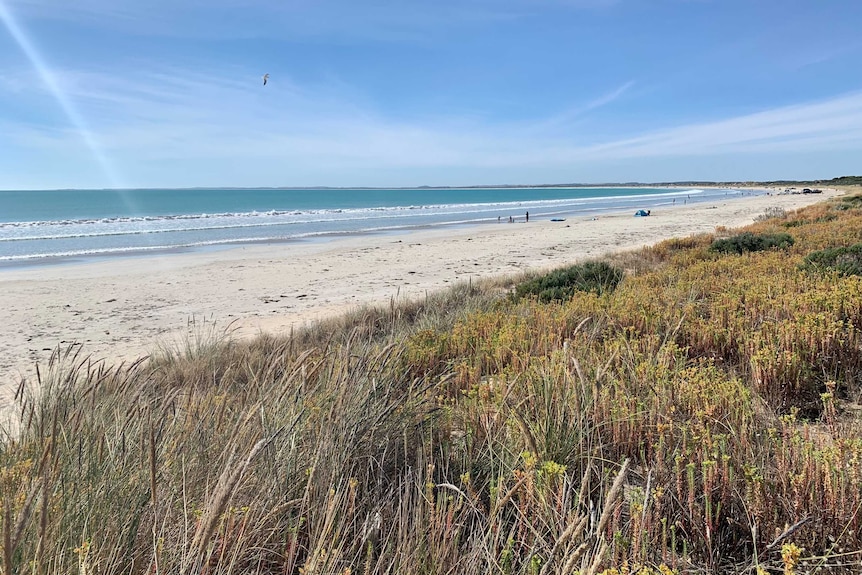 Paisaje de playa soleada con gente en la distancia y hierba costera en primer plano