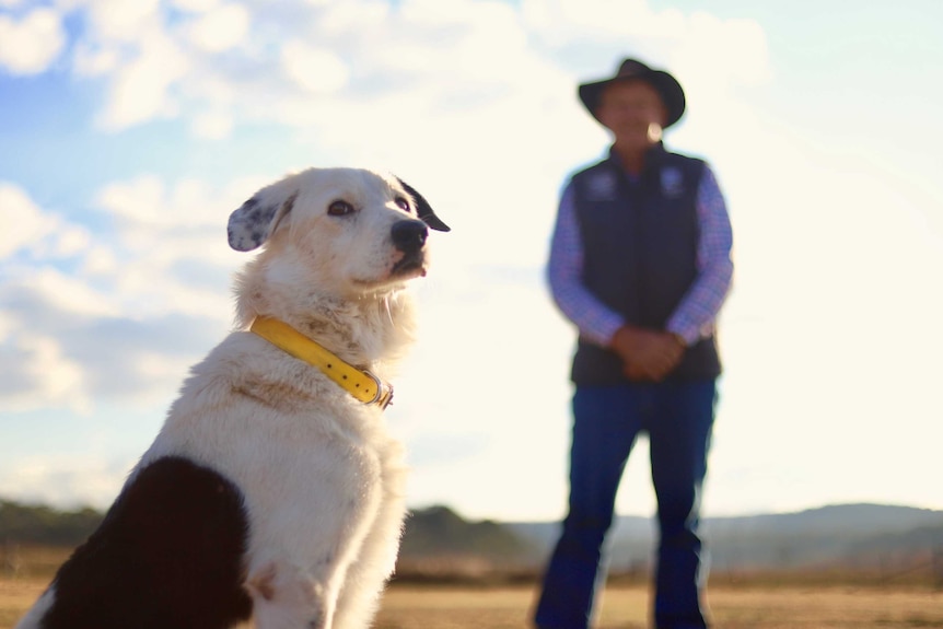 A black and white farm dog sits looking upward while his owner stands out of focus in the background.