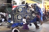 An elephant became spooked by revellers and ran into the crowd at a Sri Lankan Buddhist pageant.
