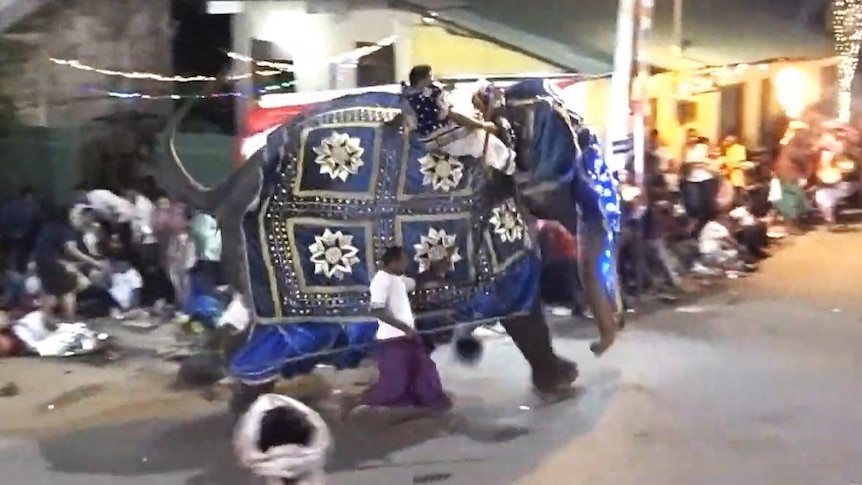An elephant became spooked by revellers and ran into the crowd at a Sri Lankan Buddhist pageant.