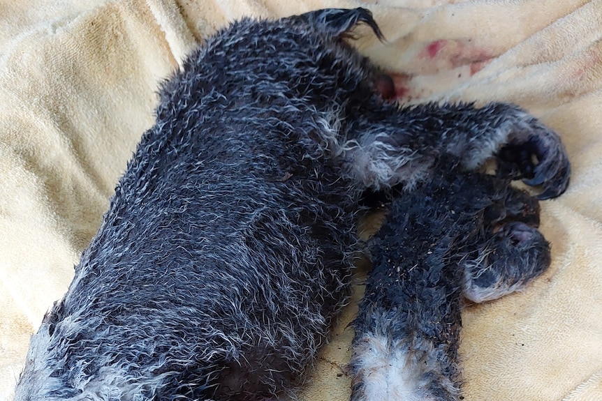 The bodies of a mother koala and her baby wet and bloody