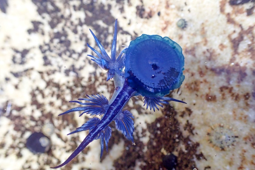 Blue dragon eating a blue button