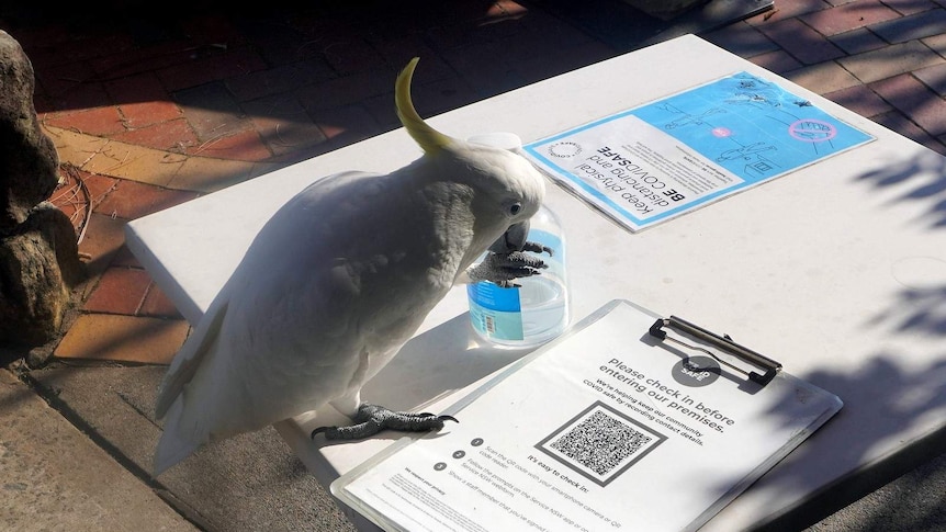 A cockatoo sits on an outside table at a venue, next to a bottle of hand sanitiser and a QR code used for contact tracing.