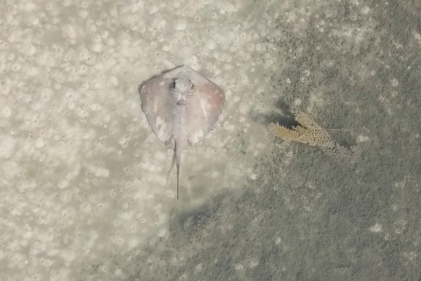 An aerial view of a stingray underwater.