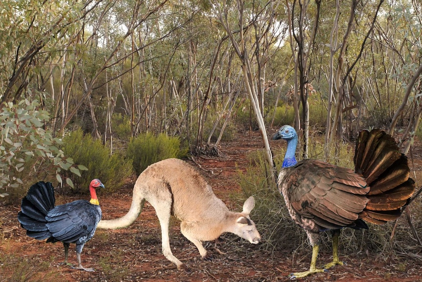 Extinct megapode vs modern brush-turkey