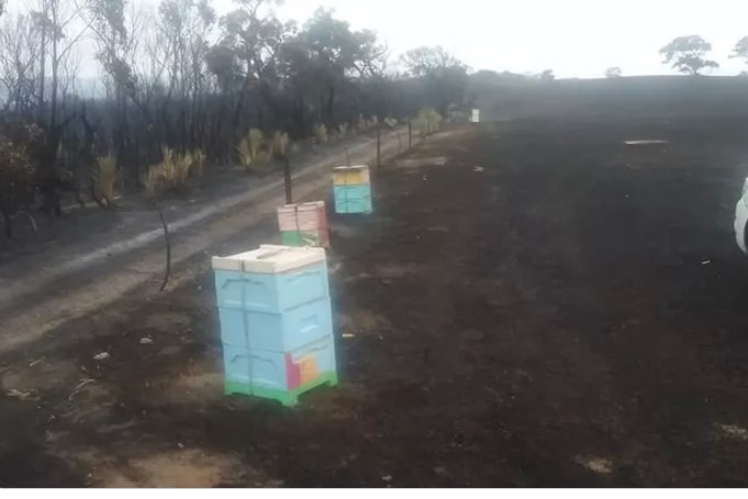 Beehive boxes among burnt vegetation. 