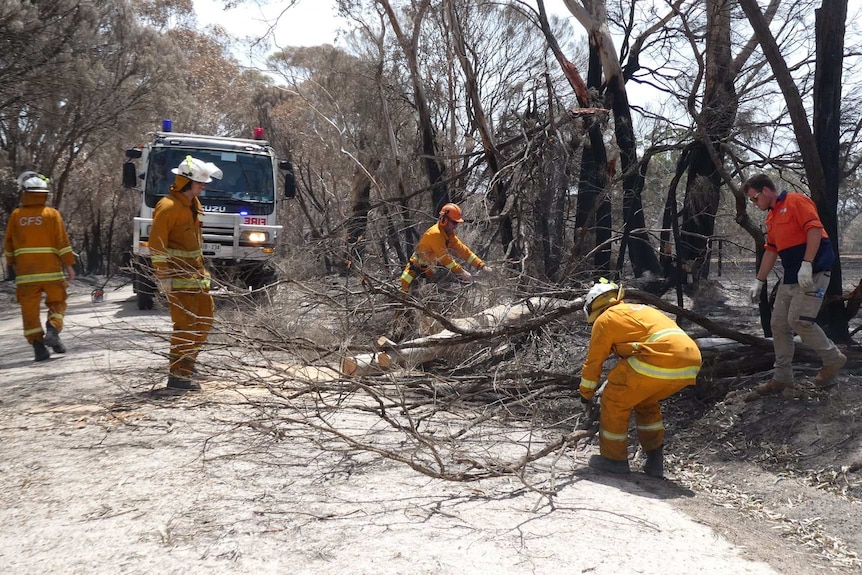 CFS officers in yellow fire gear pick up branches from the road