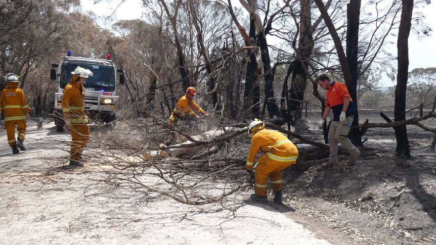 CFS officers in yellow fire gear pick up branches from the road