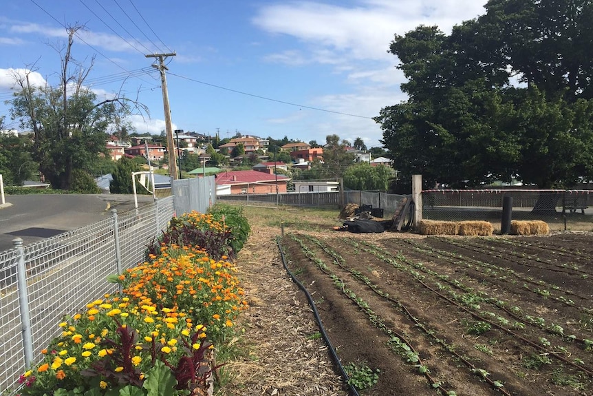 A suburban market garden with rows of vegetables planted next to orange and yellow marigolds at the fence.