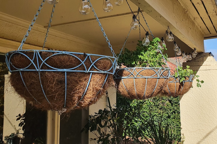 Hanging plant baskets hanging from a verandah. 