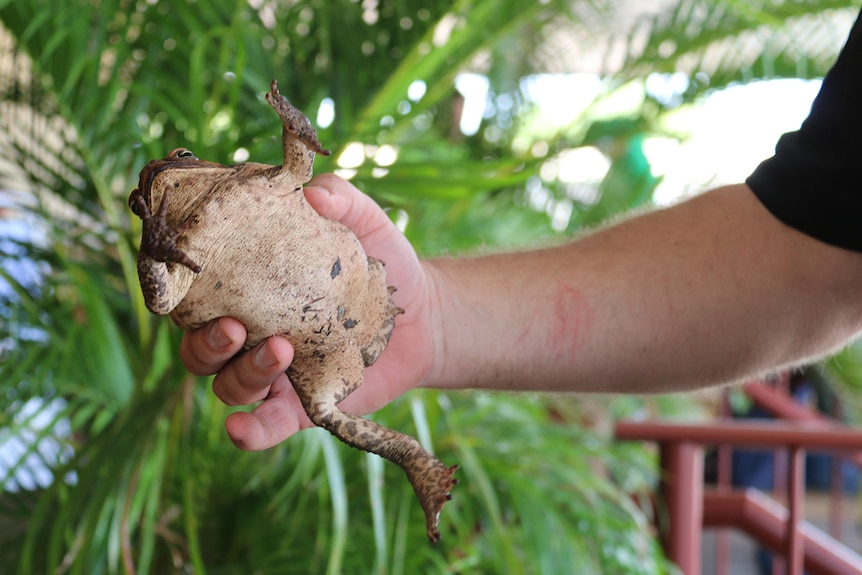 A cane toad is held prior to racing on Melbourne Cup day in Berry Springs near Darwin.