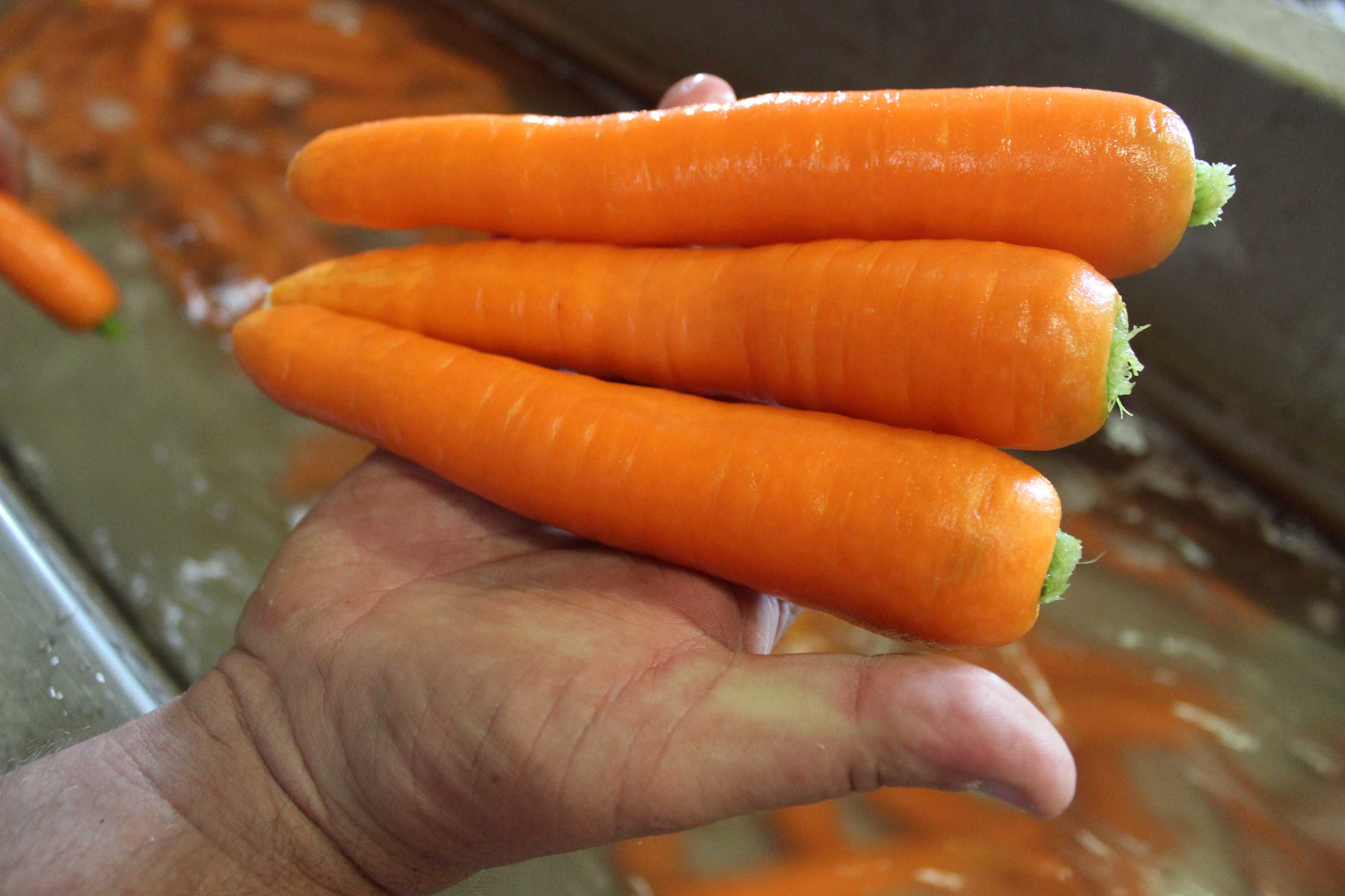 Queensland carrot producer exports to Middle East to avoid carrot glut