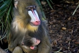 A mandrill holds her baby while sitting on the edge of a pond.