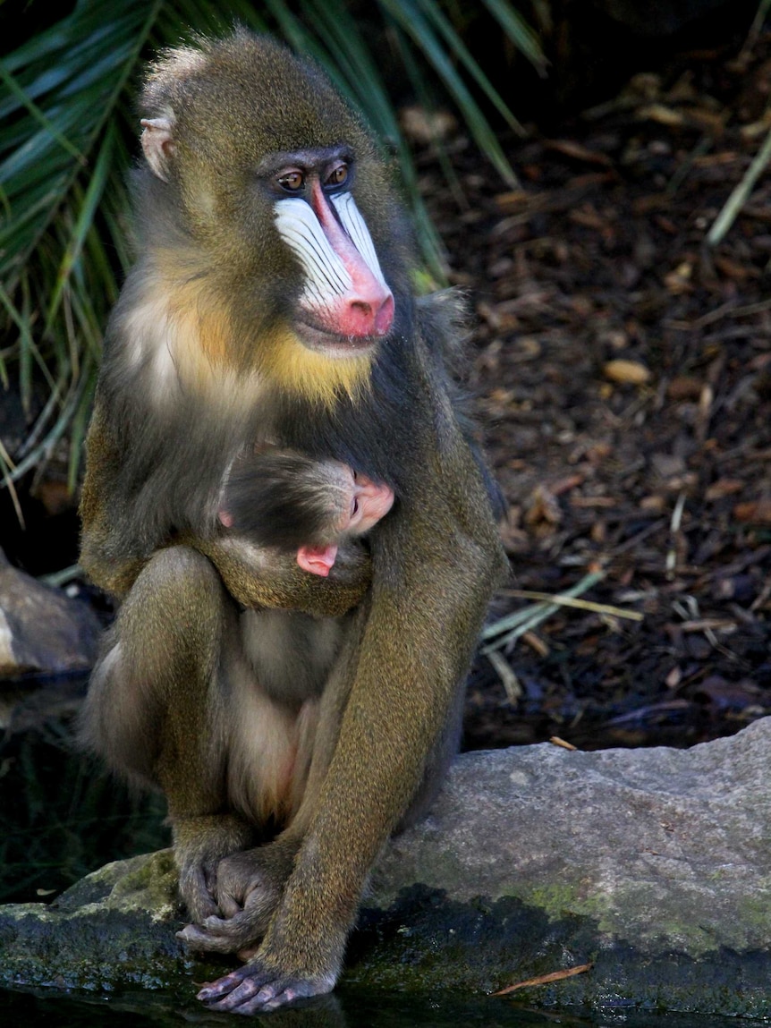 A mandrill holds her baby while sitting on the edge of a pond.