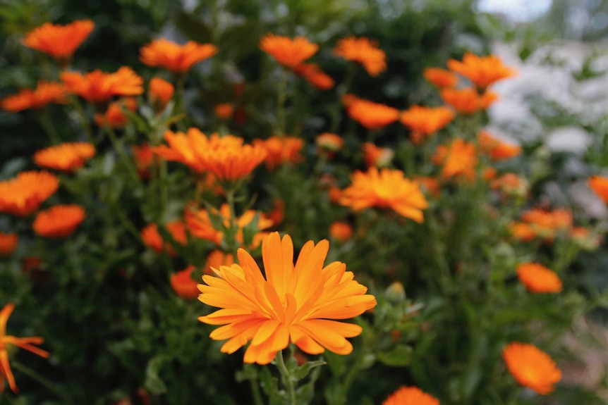 Orange flowers