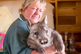 Wombat Whisper is held by Jane Budich.