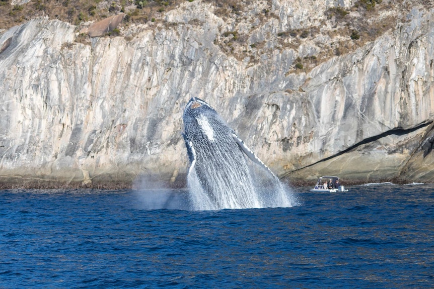 Breaching humpbacks off the coast of Albany