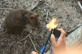 One of the men ignited an aerosol spray with a lighter and singed the quokka.