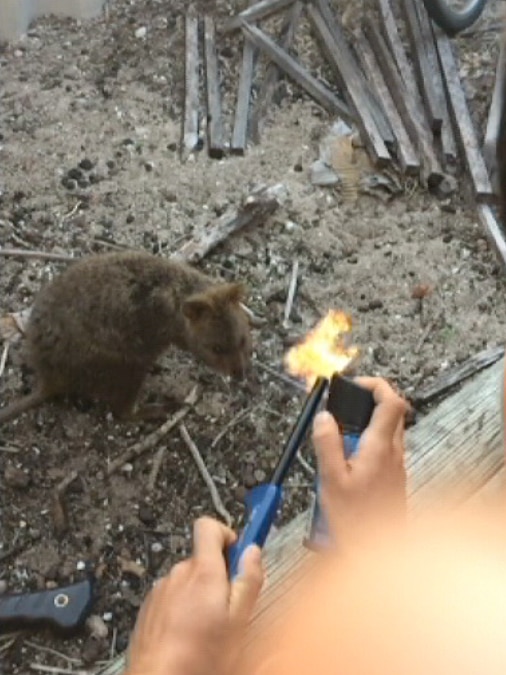 One of the men ignited an aerosol spray with a lighter and singed the quokka.