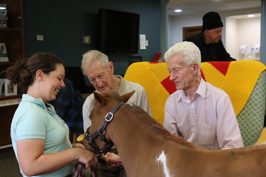 Nursing home residents enjoy meeting the therapy horse.