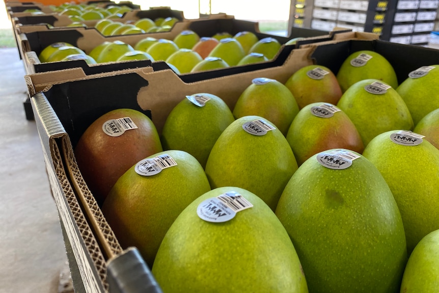 Trays of green mangoes are lined up on a table. They have stickers on them saying Triple M mangoes the name of the farm