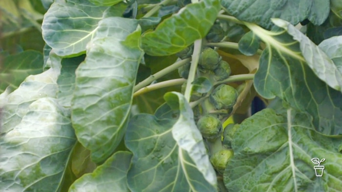 Brussels Sprouts growing along stem of plant