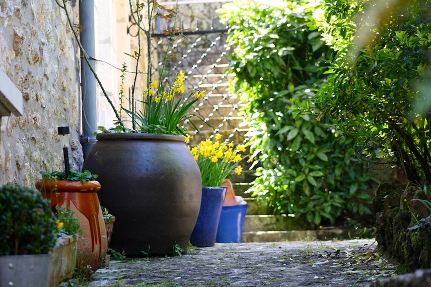 Courtyard garden.