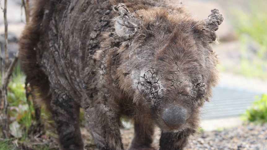 A wombat infected with mange, showing multiple scabs.