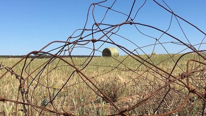 A hay bale on a farm with barbed wire in the foreground