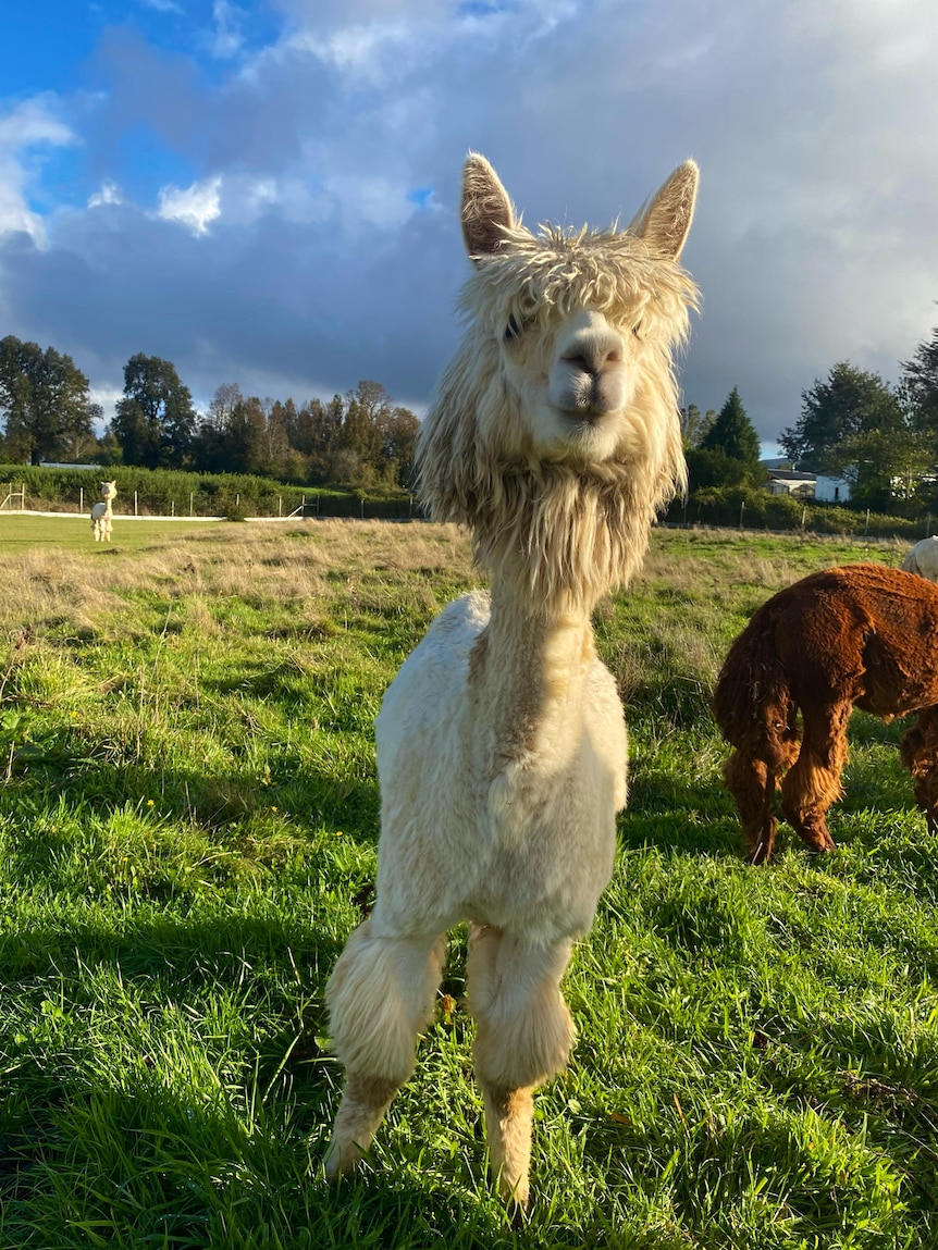 Pedro la alpaca