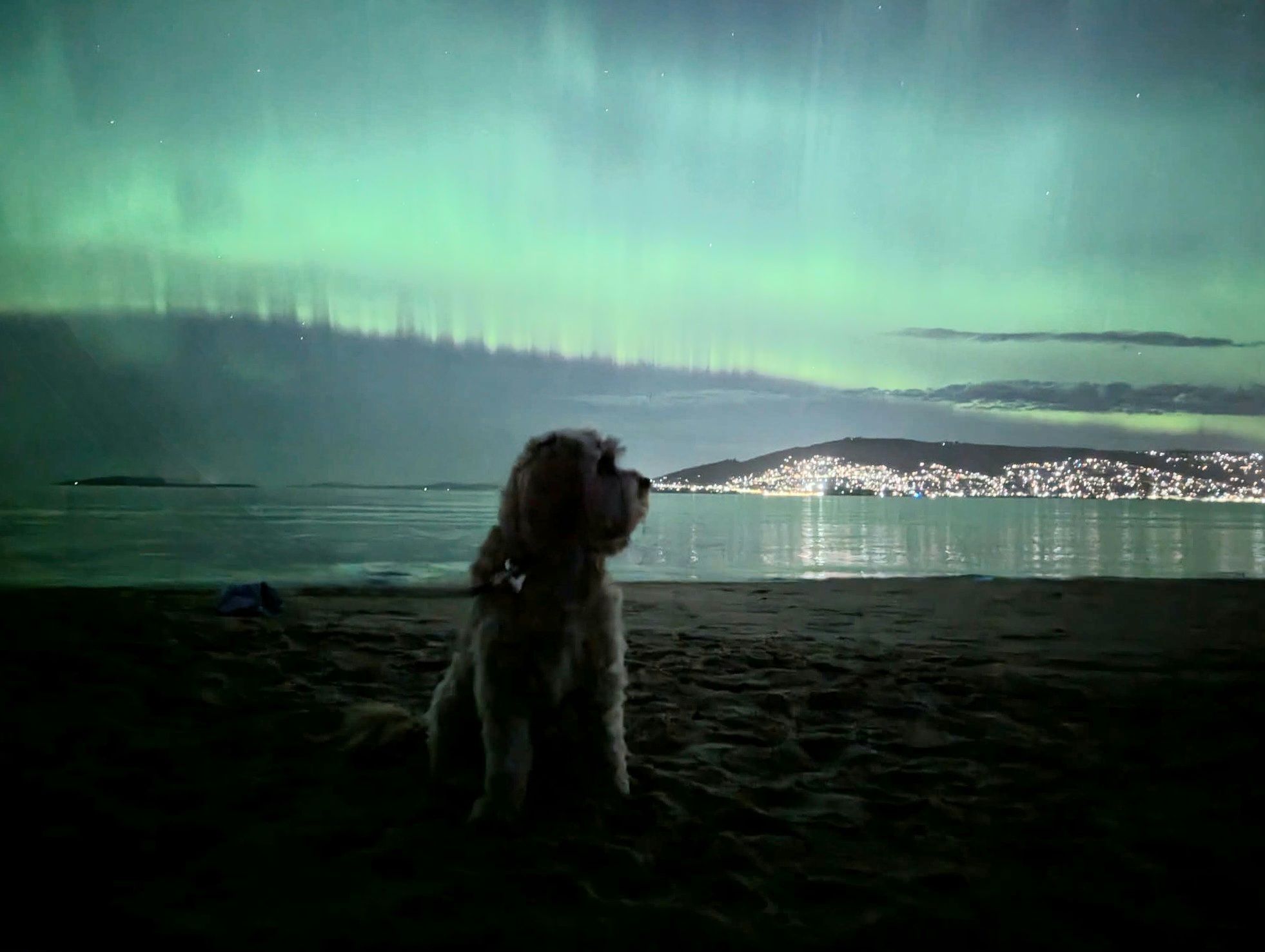 Luces de Aurora Australis y perro en la playa por la noche.