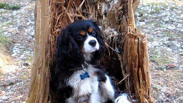 King charles spaniel