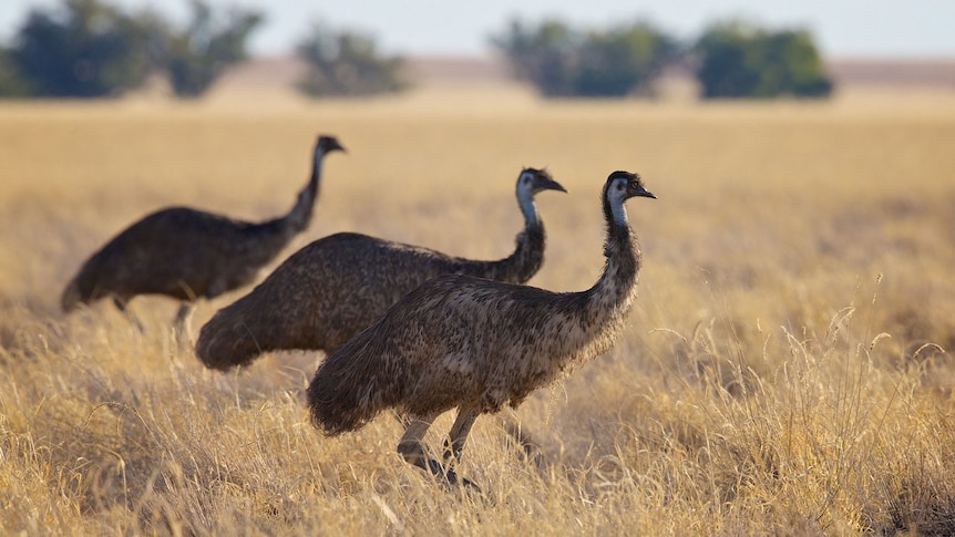 Emus flock in western Queensland