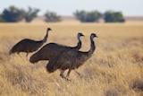 Emus flock in western Queensland