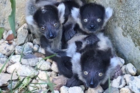 The baby lemurs huddled in a corner looking at the camera.